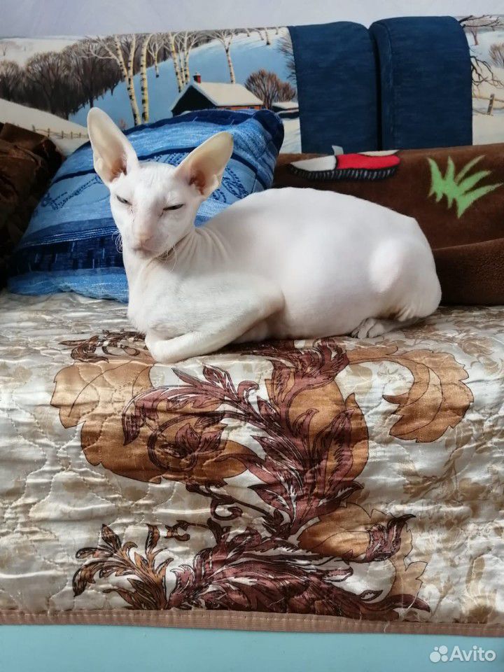 Продаю котят породы корнишрекс цвет белый купить на Зозу.ру - фотография № 1