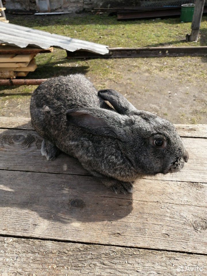 Кролик купить на Зозу.ру - фотография № 6
