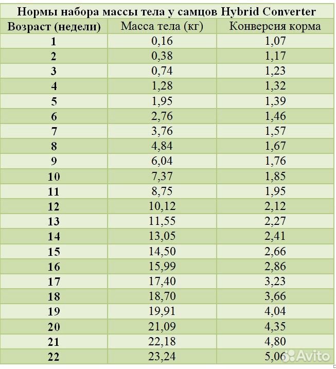 Индюшата купить на Зозу.ру - фотография № 1