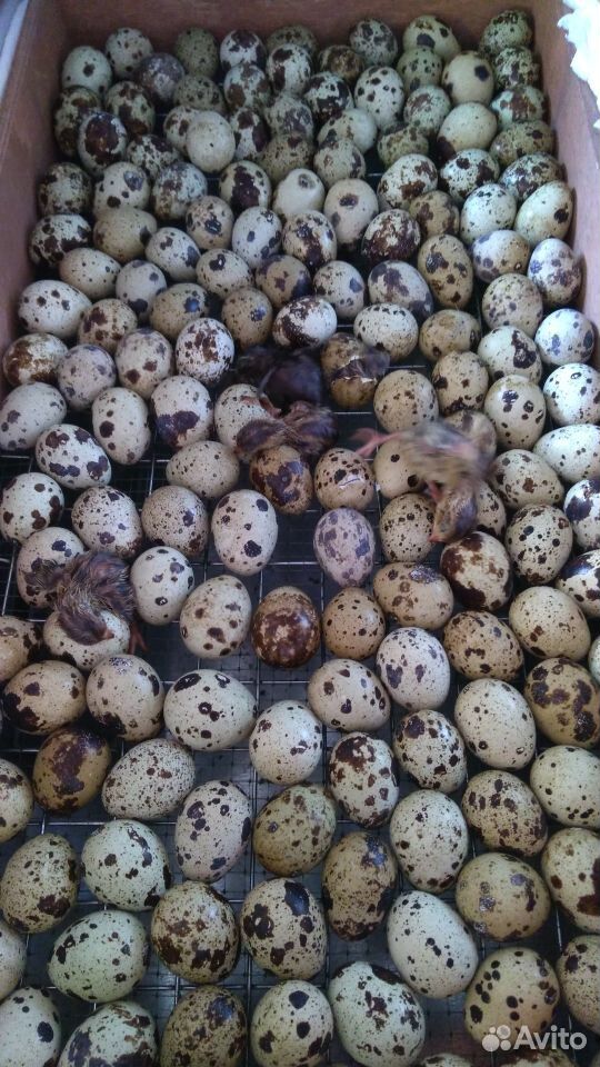 Инкубационные яйца перепелов купить на Зозу.ру - фотография № 1