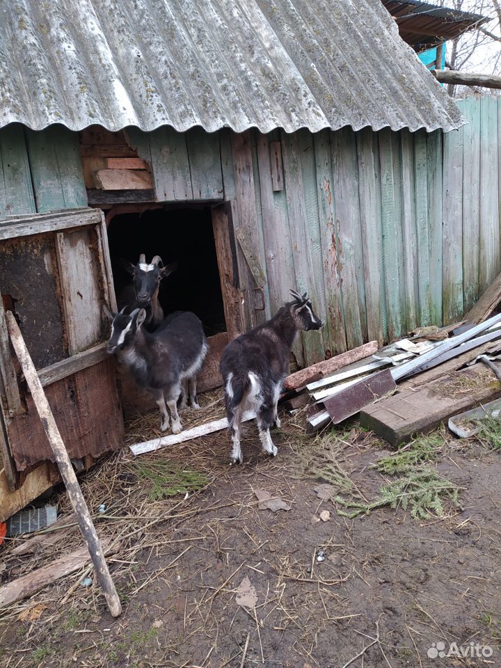 Молодые козы купить на Зозу.ру - фотография № 5