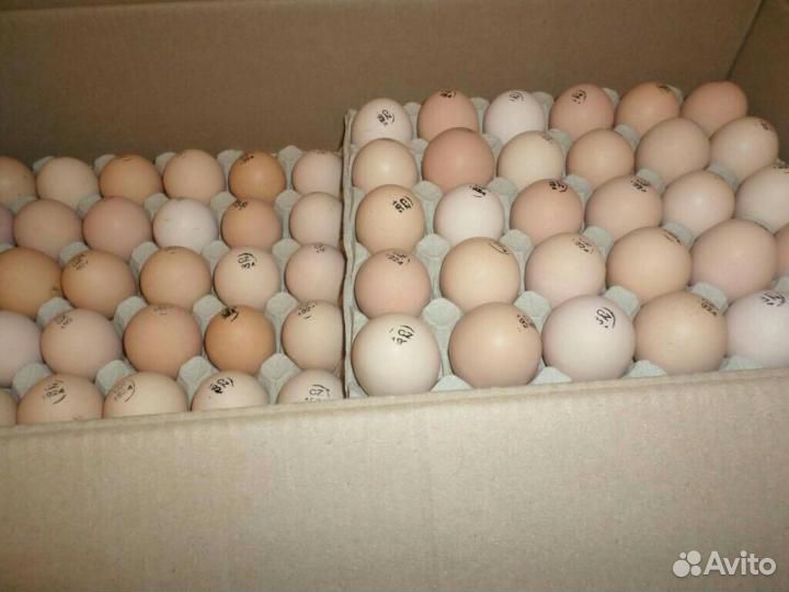 Инкубационное яйцо из европы Бройлер и др купить на Зозу.ру - фотография № 1