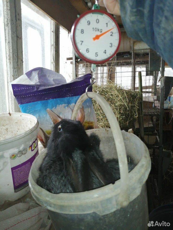 Кролики Полтавское серебро купить на Зозу.ру - фотография № 2