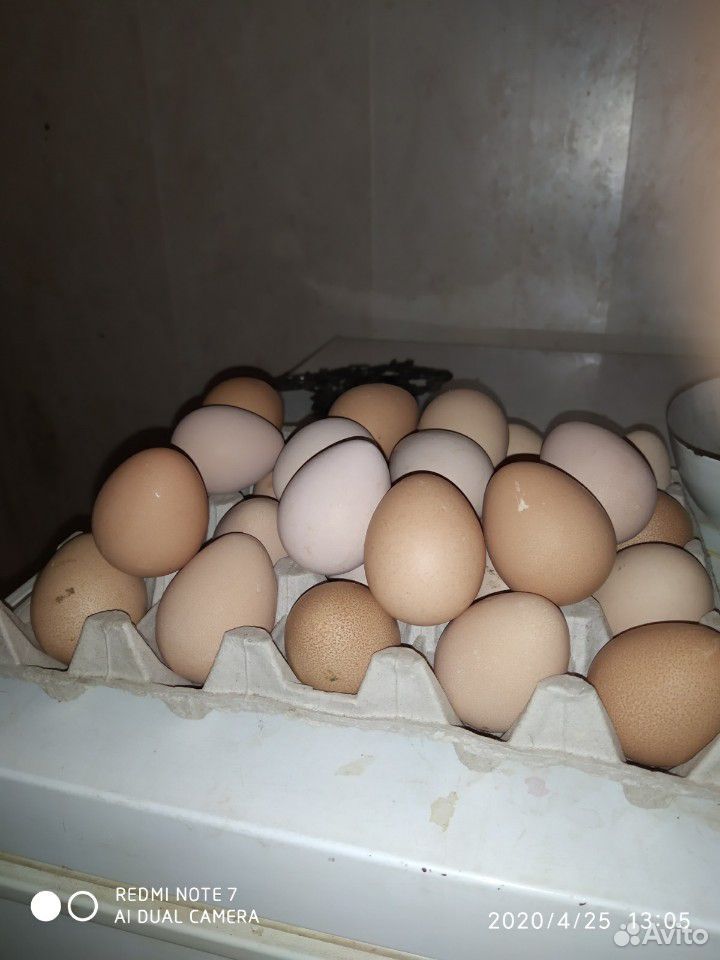 Инкубационное яйцо цесарки. Жемчюжные се купить на Зозу.ру - фотография № 2