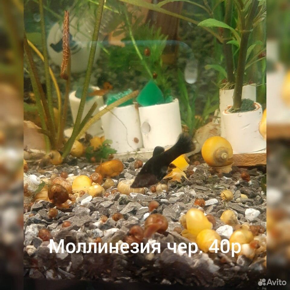 Аквариумные рыбки купить на Зозу.ру - фотография № 7