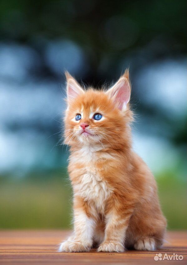 Рыжий котенок купить на Зозу.ру - фотография № 1