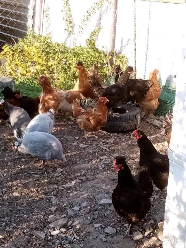 Инкубационные куриные яйца купить на Зозу.ру - фотография № 4