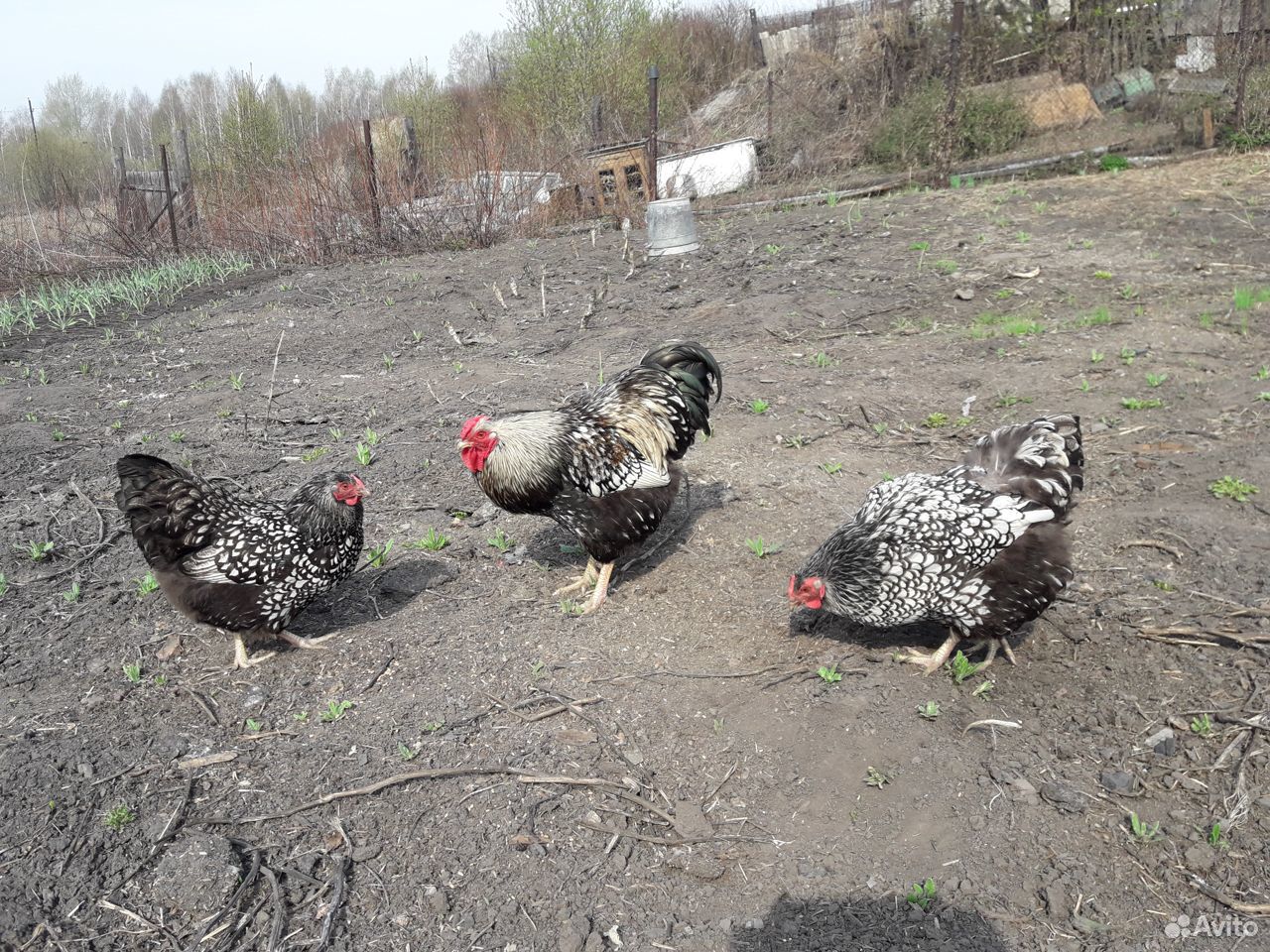 Продажа яиц породитых кур купить на Зозу.ру - фотография № 2