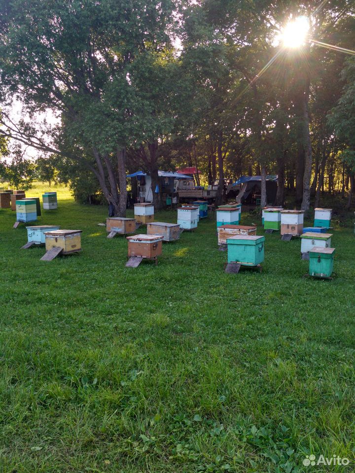 Пчелосемьи и тара купить на Зозу.ру - фотография № 2
