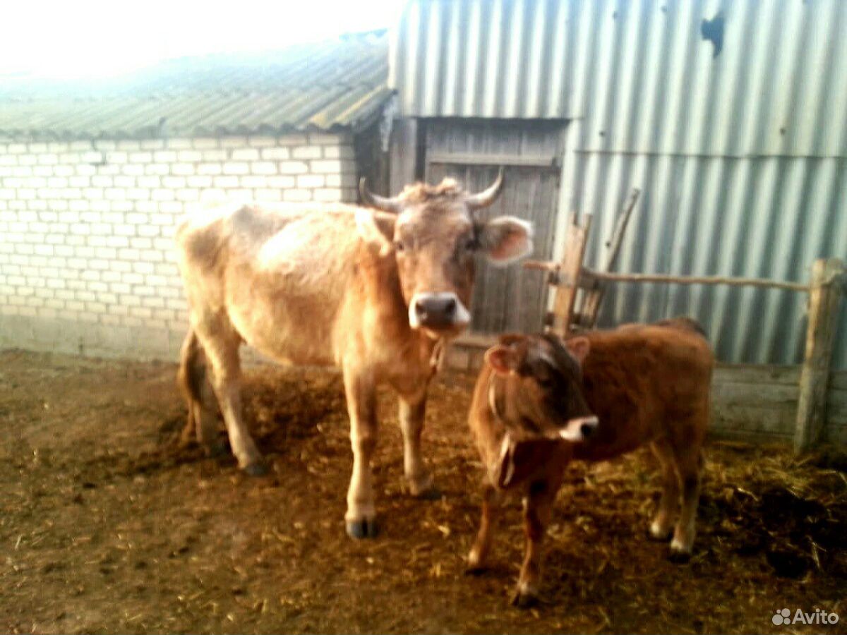 Корова с теленком и бычок купить на Зозу.ру - фотография № 1