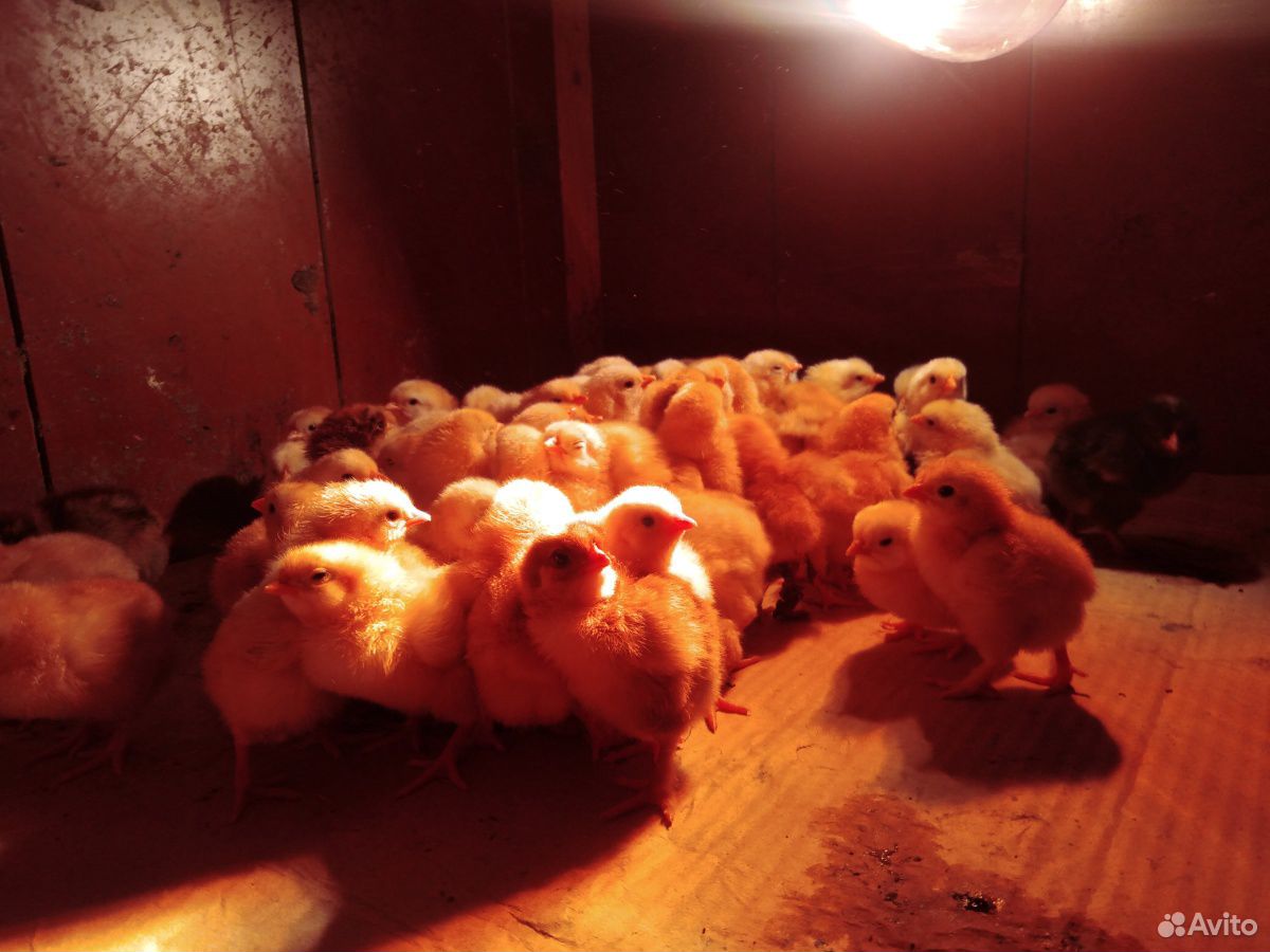 Цыплята домашние, однодневные купить на Зозу.ру - фотография № 2