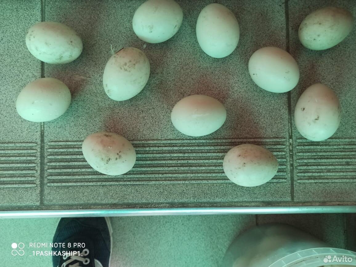 Яйца Индоуток для инкубатора купить на Зозу.ру - фотография № 1