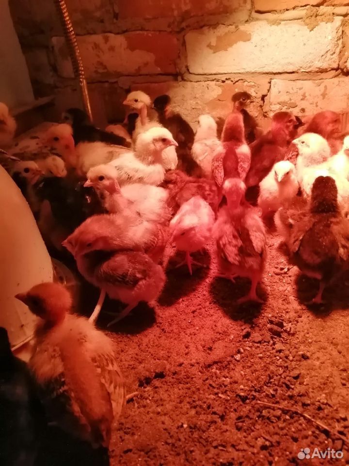 Домашние цыплята купить на Зозу.ру - фотография № 3