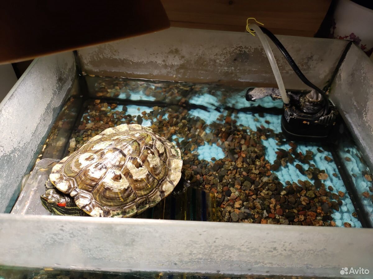 Черепаха,фильтр,аквариум купить на Зозу.ру - фотография № 1