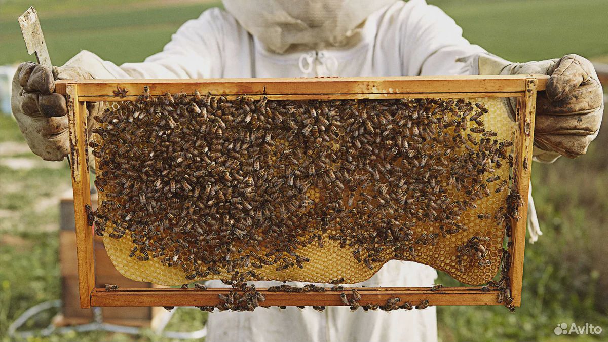 Пчелосемьи. рабочая семья с домиком купить на Зозу.ру - фотография № 1