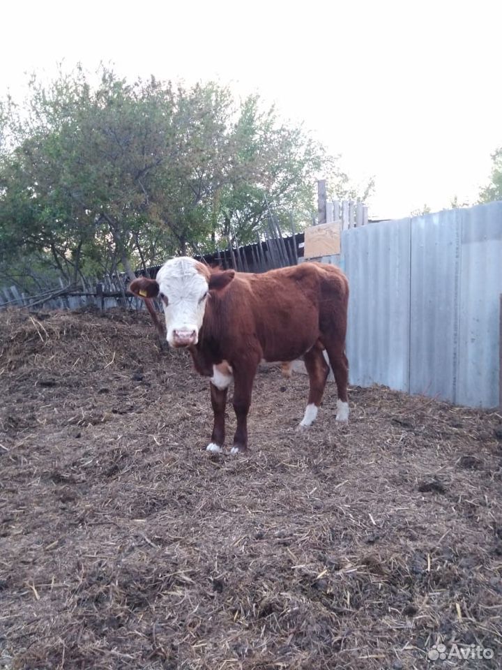 Коровы и быки купить на Зозу.ру - фотография № 1