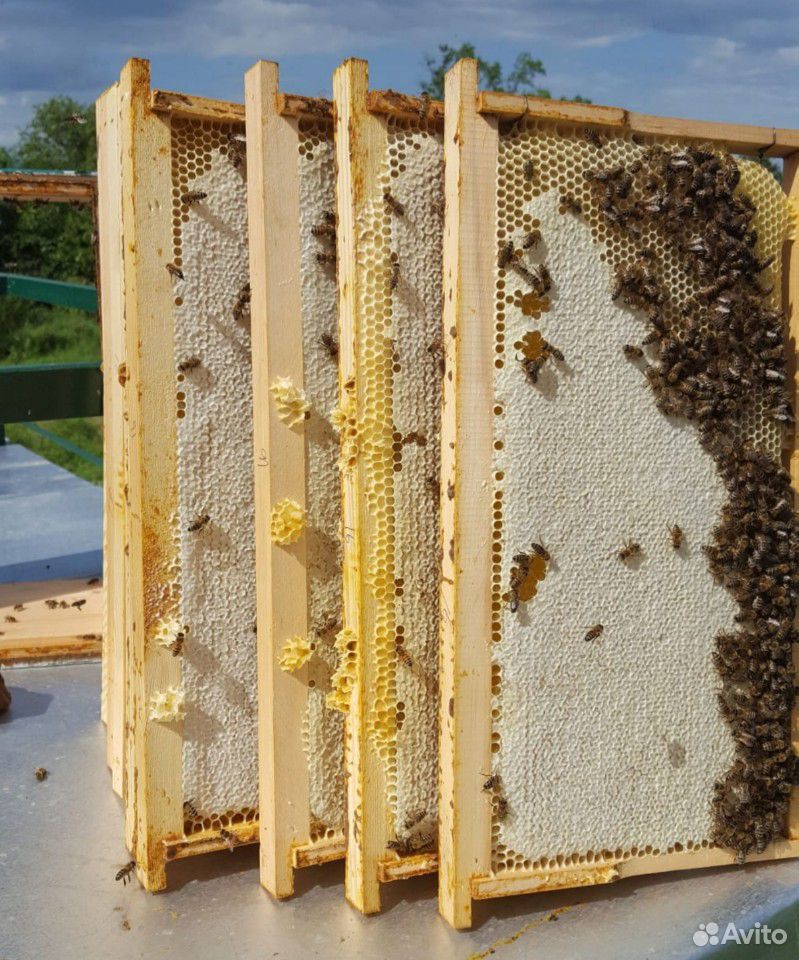 Пчелопакеты, пчелы купить на Зозу.ру - фотография № 1