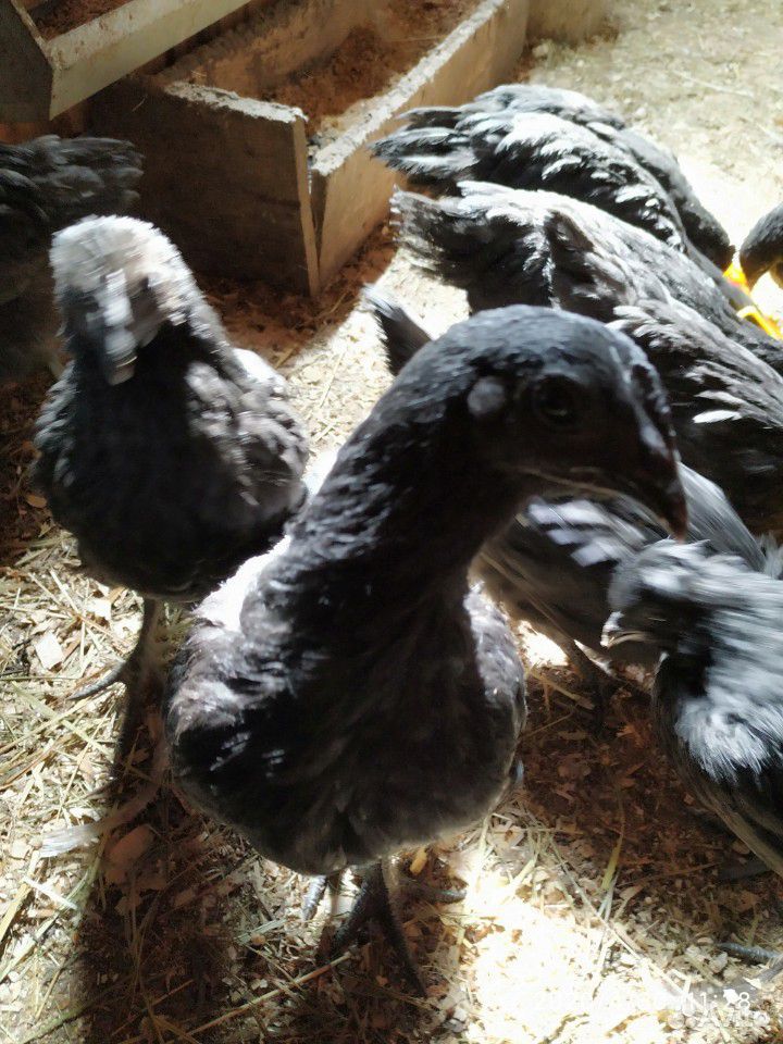 Цыплята, куры купить на Зозу.ру - фотография № 2