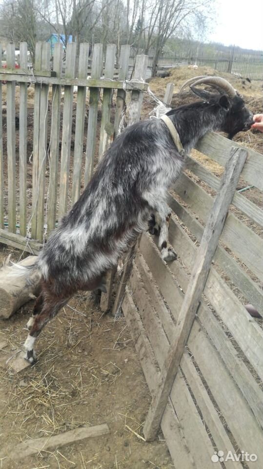 Продаю дойных коз, есть козлята и козел купить на Зозу.ру - фотография № 1