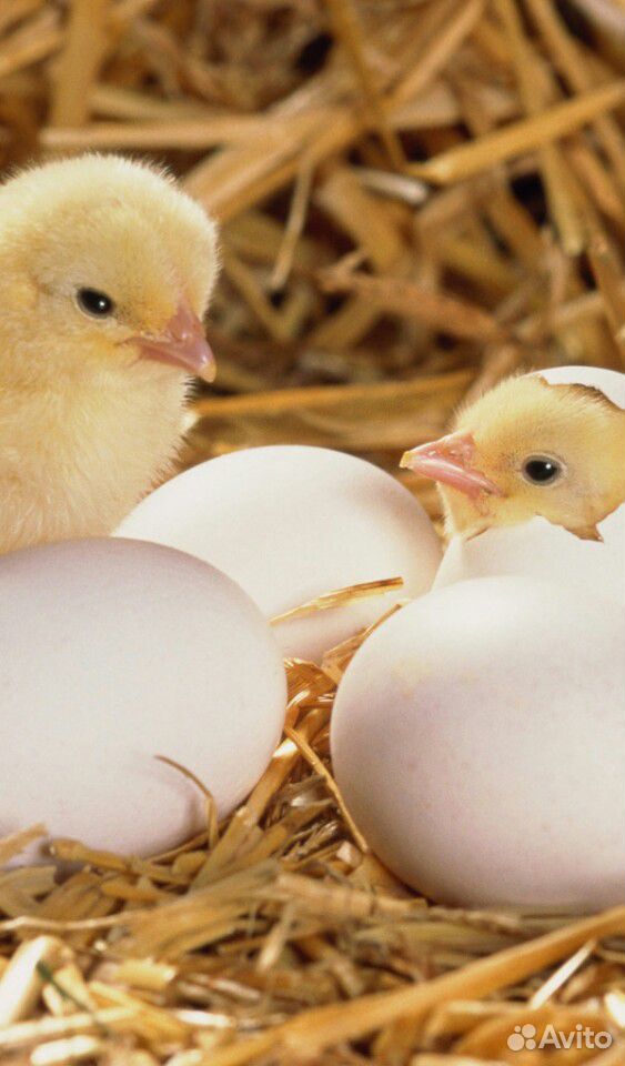 Цыплята и инкубац. яйца купить на Зозу.ру - фотография № 2