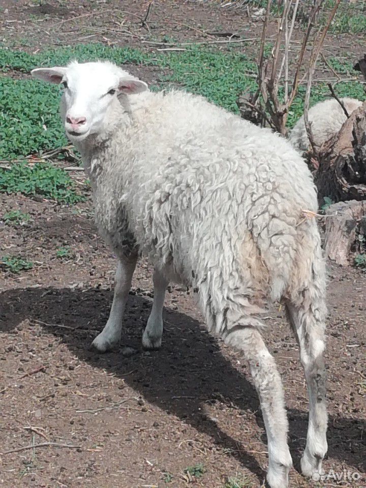 Котные овцы, молодые ягнята купить на Зозу.ру - фотография № 4