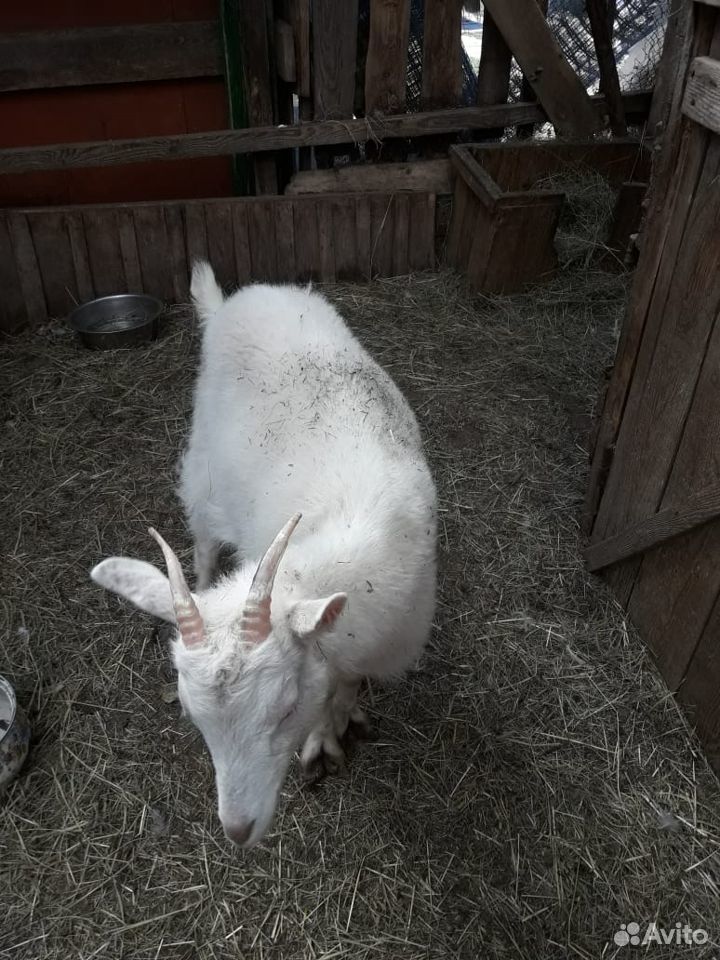 Продаются козы зааненской породы купить на Зозу.ру - фотография № 1
