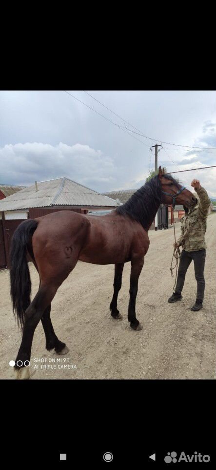 Лошадь Карачаевской породы купить на Зозу.ру - фотография № 9