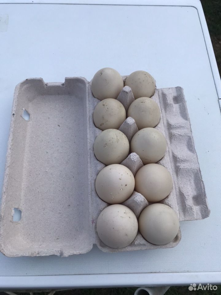 Яйцо мускусной утки, Куриное яйцо купить на Зозу.ру - фотография № 1