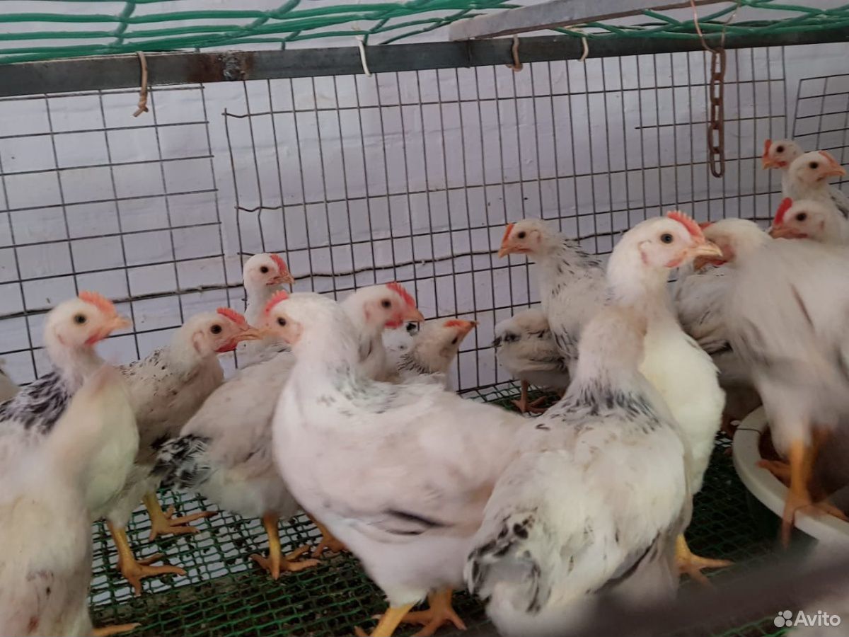 Цыплята серебристые адлерские купить на Зозу.ру - фотография № 3