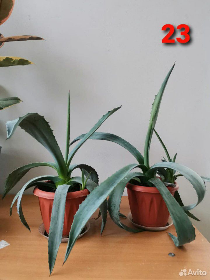 Комнатные растения, цветы 3 купить на Зозу.ру - фотография № 3