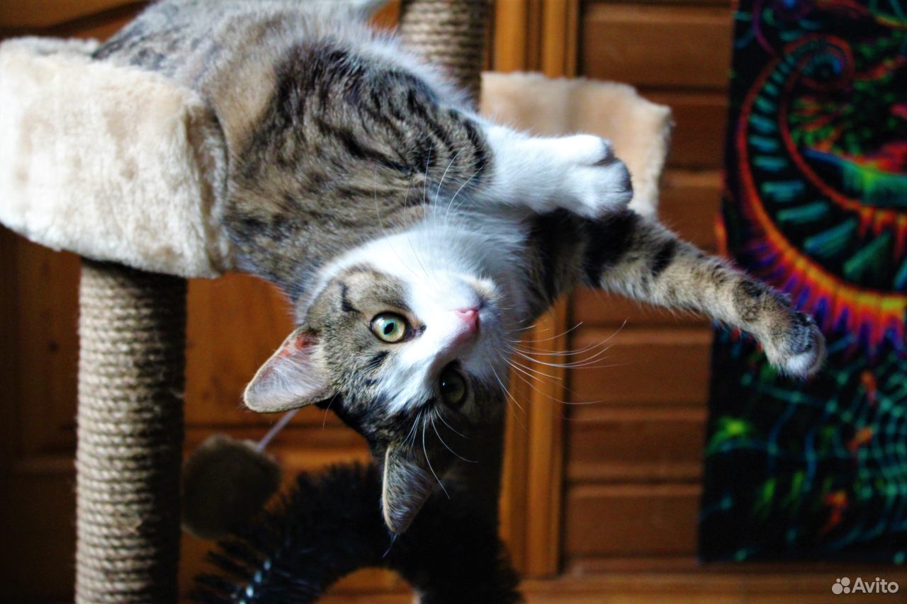 Очаровательная кошка Гайна в добрые руки. москвамо купить на Зозу.ру - фотография № 3