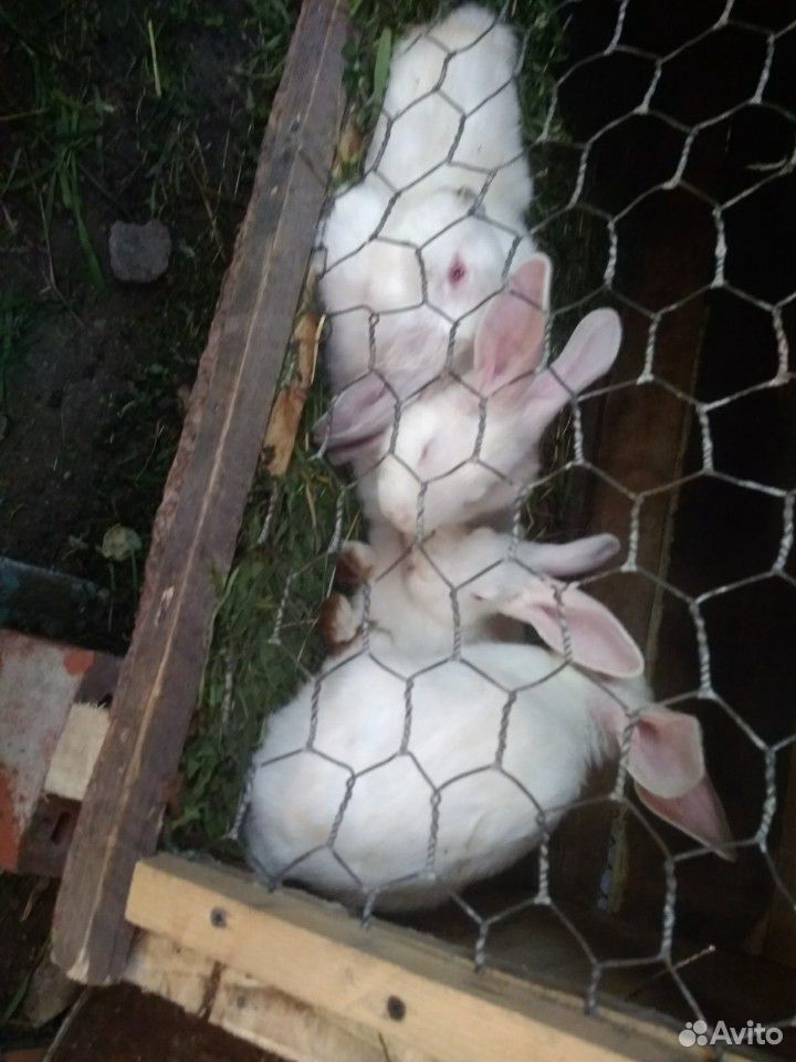 Продам крольчат 2,5 месяца. Родители белые, мать с купить на Зозу.ру - фотография № 1