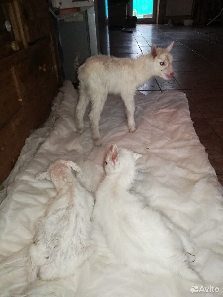 Козлята от молочной козы купить на Зозу.ру - фотография № 3
