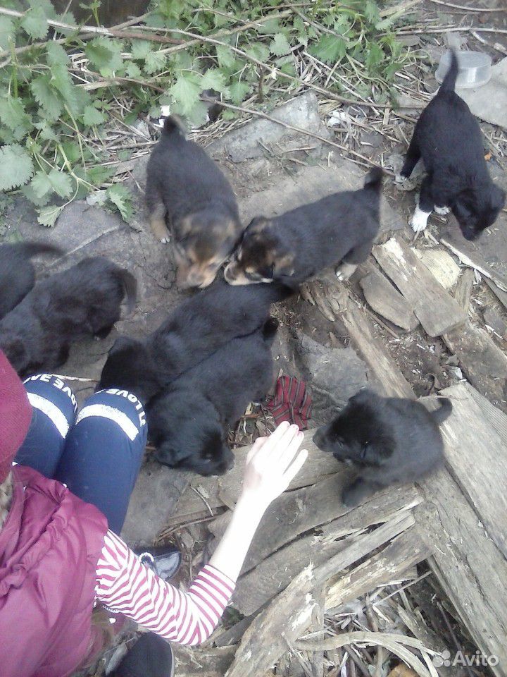 Собачки ищут хозяев купить на Зозу.ру - фотография № 2