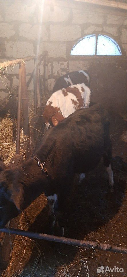 Телочки от высокоудойных коров купить на Зозу.ру - фотография № 2