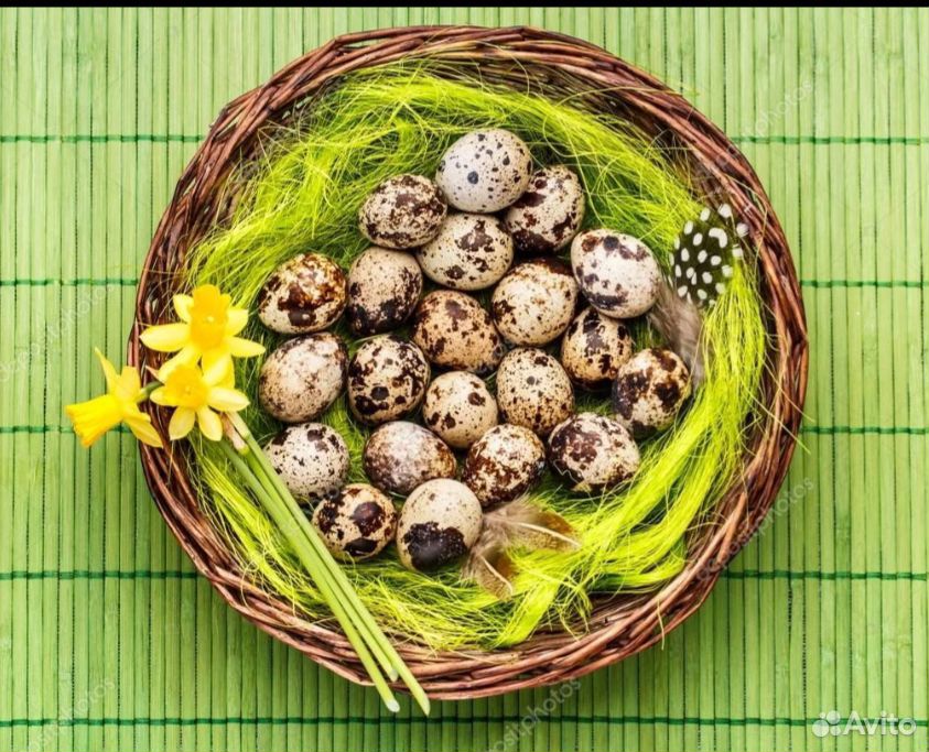 Инкубационное яйцо разных пород купить на Зозу.ру - фотография № 1