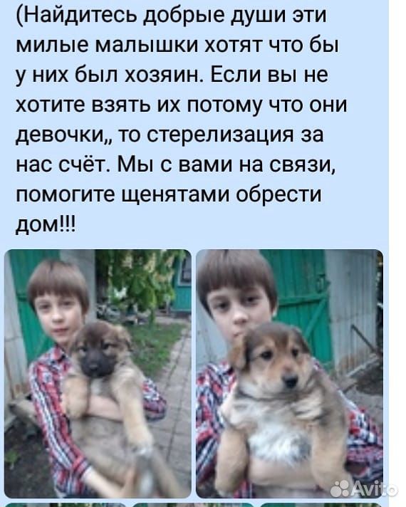 Девочки щенята купить на Зозу.ру - фотография № 2
