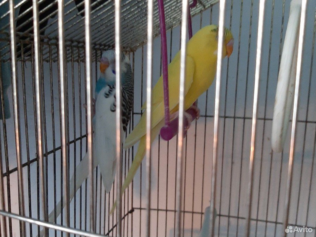 Птенцы волнистого попугая купить на Зозу.ру - фотография № 2