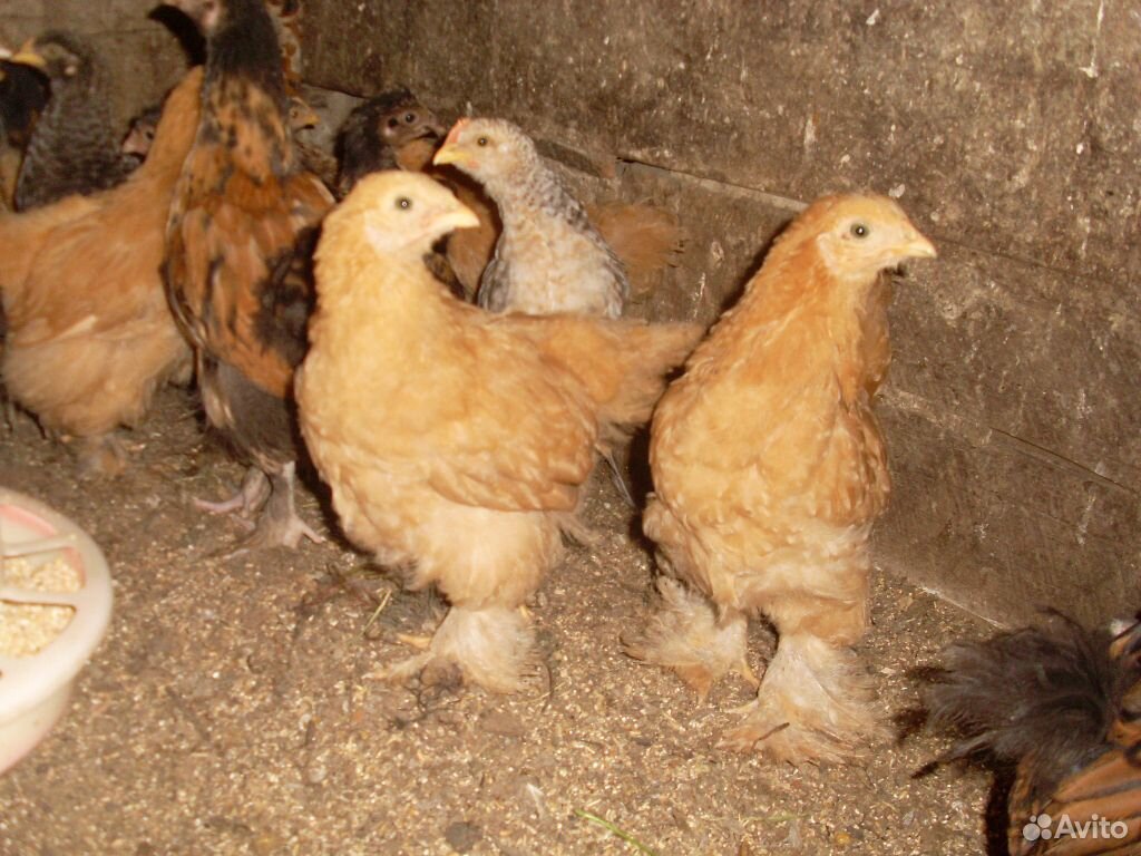 Продаются цыплята купить на Зозу.ру - фотография № 9