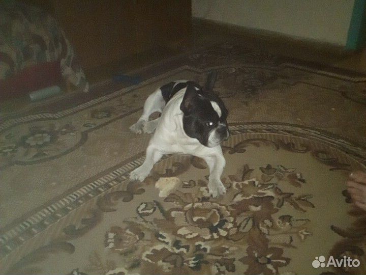 Собака французский бульдог купить на Зозу.ру - фотография № 1