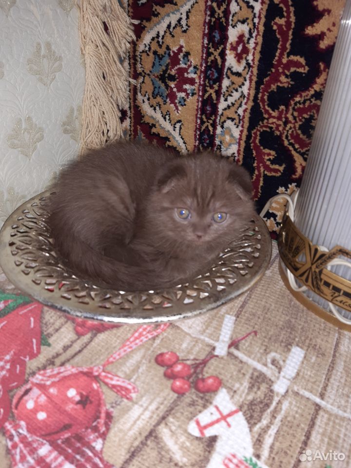 Продажа котят купить на Зозу.ру - фотография № 4