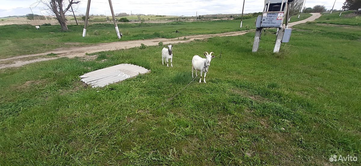 Продается козел с козлятами и дойными козами купить на Зозу.ру - фотография № 6