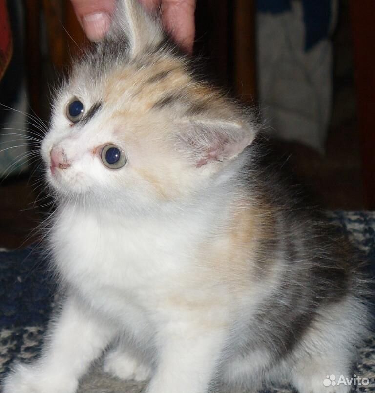 Трехцветный котенок, кошечка купить на Зозу.ру - фотография № 1