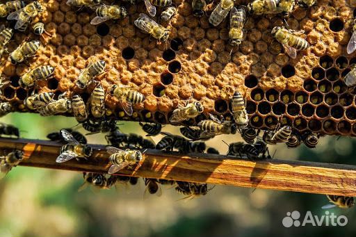 Пчелы с ульями купить на Зозу.ру - фотография № 1