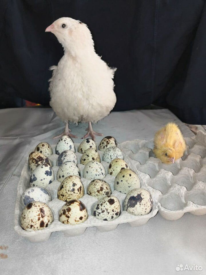 Инкубационное яйцо перепелов купить на Зозу.ру - фотография № 2
