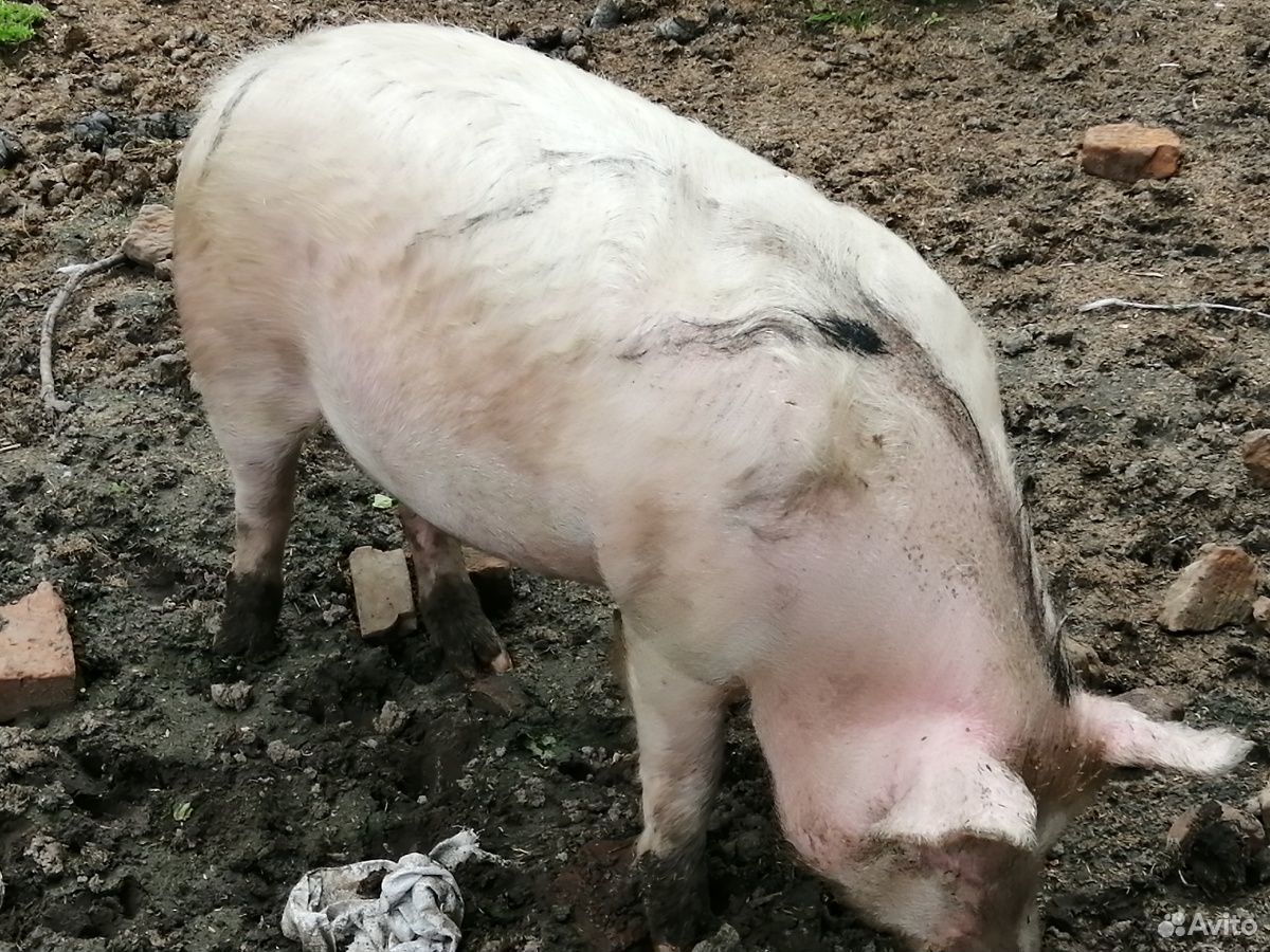 Свиньи домашние на мясо купить на Зозу.ру - фотография № 1