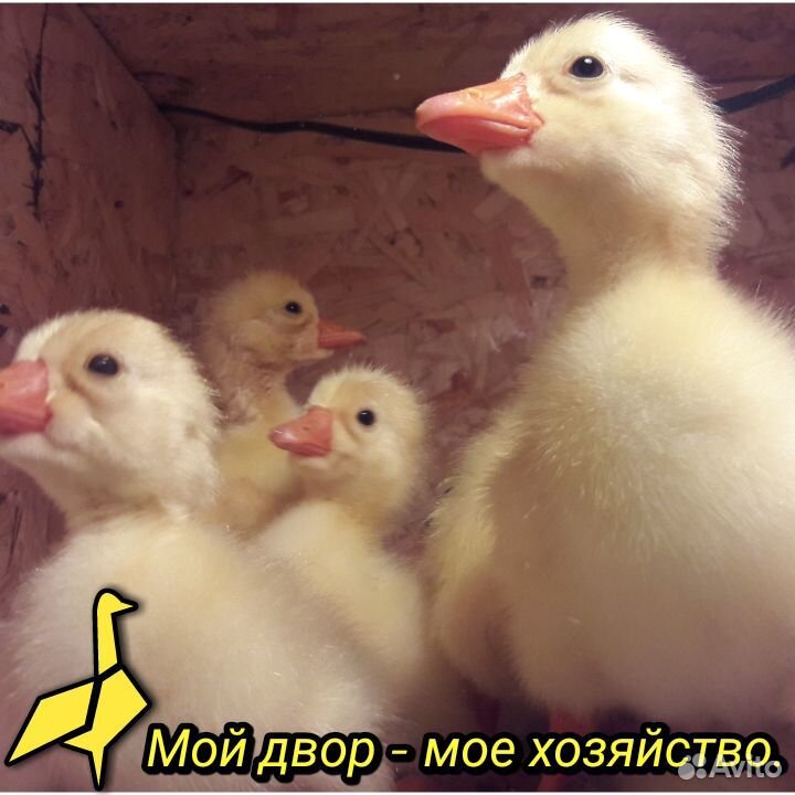 Суточные гусята купить на Зозу.ру - фотография № 3
