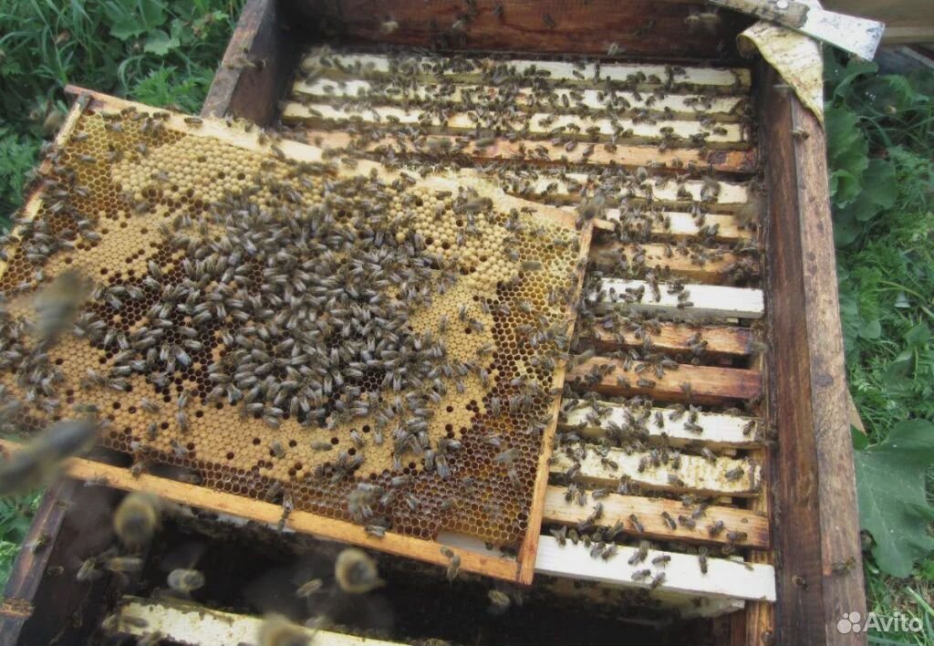 Пчелосемьи и пакеты, матки плодные купить на Зозу.ру - фотография № 1