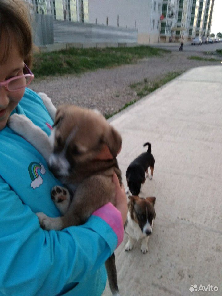 Собака щенок девочка в добрые руки купить на Зозу.ру - фотография № 3