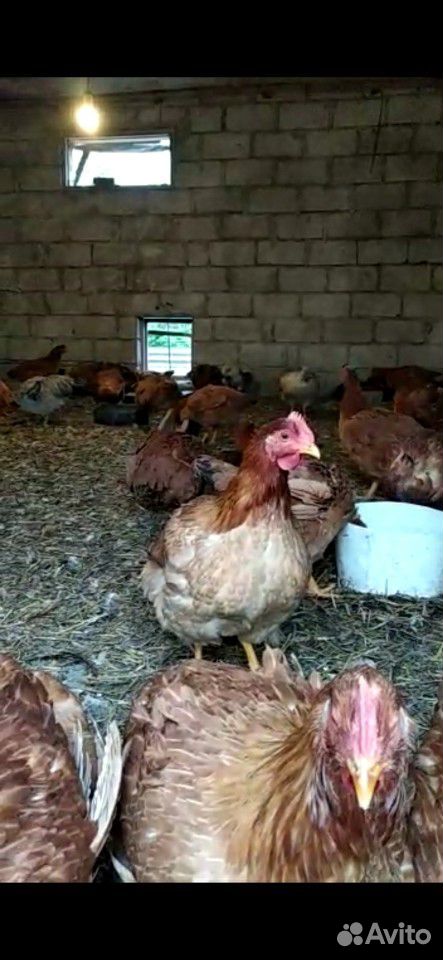 Домашняя курица купить на Зозу.ру - фотография № 2